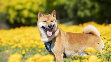 柴犬的这几个优缺点，你家柴犬中了哪几个？