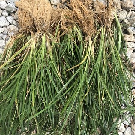 草药牛筋草图片农村的牛筋草人称千人拔,我们叫它大屁股草,用来煮鸡蛋作用厉害插图2 草药牛筋草图片农村的牛筋草人称千人拔,我们叫它大屁股草,用来煮鸡蛋作用厉害插图2