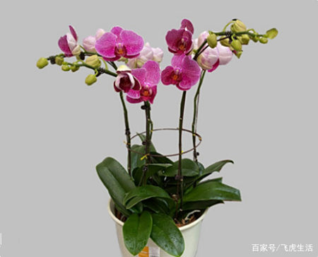 兰花 蝴蝶兰不长新芽 有三点你做错了 要学会正确养护方法 兰花 蝴蝶兰不长新芽 有三点你做错了 要学会正确养护方法