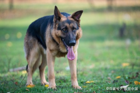 科普 警犬应具备的能力 品质都有什么 一篇文章告诉你 科普 警犬应具备的能力 品质都有什么 一篇文章告诉你