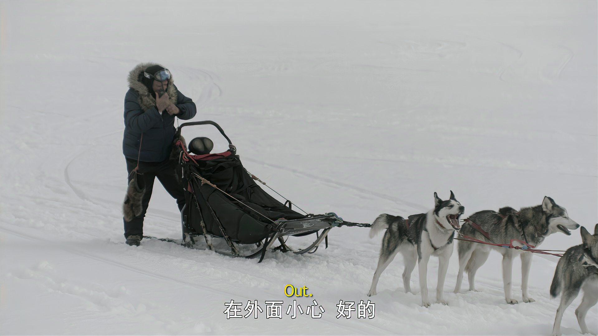 冰川鯊魚:雪橇犬下坡路剎不住,竟集體摔進冰湖,還將主人拉下水