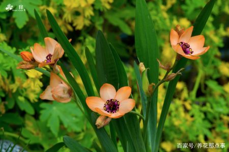 进口球根全线涨价 今后买花越来越贵了 进口球根全线涨价 今后买花越来越贵了