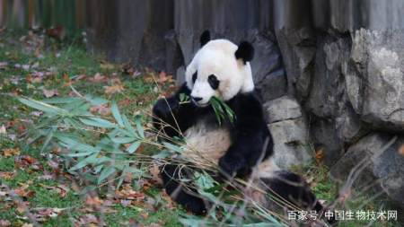 美國國家動物園大熊貓續約3年,美方:研究保護熊貓需要國際合作