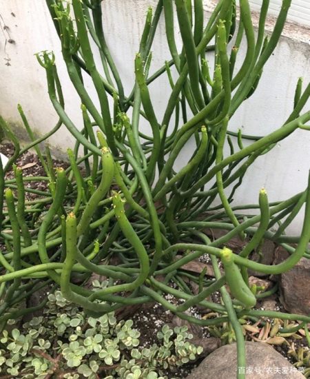 "懂花人"都养这种花,人称"光棍树",可爱肥嘟嘟,好活好养