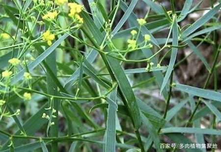 在农村 有1种 柴胡 像杂草 如今1斤150元买不到 名贵