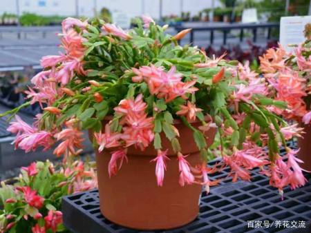 冬天室内少不了的6种小型盆栽花卉 春节前后一直在开花 冬天室内少不了的6种小型盆栽花卉 春节前后一直在开花