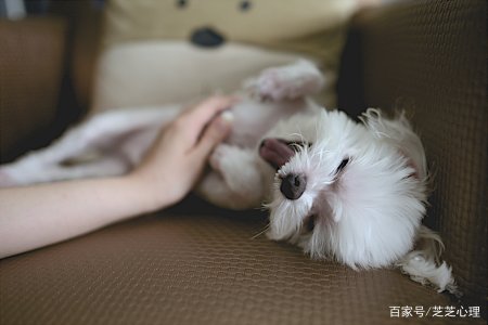 心理学 宠物狗与主人羁绊的宠物脑科学 狗狗与人的心灵与情感