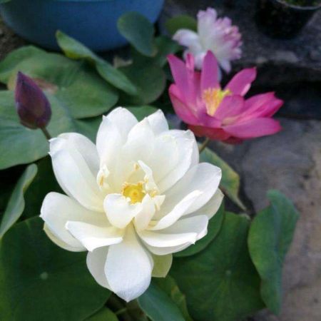 盆栽碗莲的种植方法，记住3步，花大叶美，花期更长(碗莲盆栽图片欣赏)
