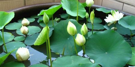 盆栽碗莲的种植方法，记住3步，花大叶美，花期更长(碗莲盆栽图片欣赏)