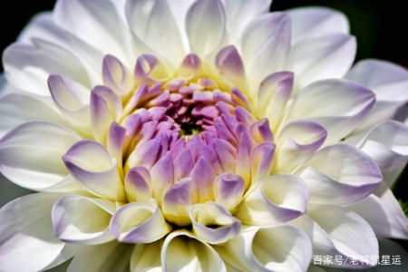 3月下旬 花开不败 旧情梦绕 握手言和的星座 今生永相伴