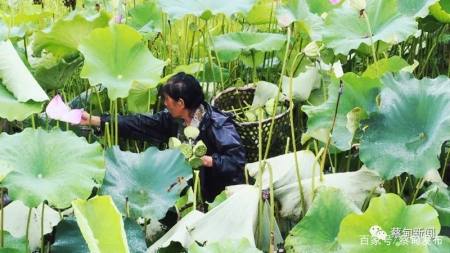 夏季和莲子更配 蔡甸这里 太空莲 新鲜上市 夏季和莲子更配 蔡甸这里 太空莲 新鲜上市