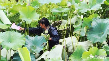 夏季和莲子更配 蔡甸这里 太空莲 新鲜上市