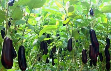 茄子别再红烧了 打入2个鸡蛋 营养入味 比红烧肉还好吃 茄子别再红烧了 打入2个鸡蛋 营养入味 比红烧肉还好吃