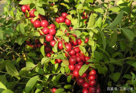 而现在又到了欧李成熟的季节了,各位朋友们,你们吃过吗?