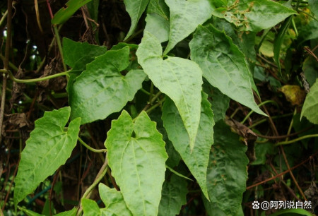 植物杀手薇甘菊图片