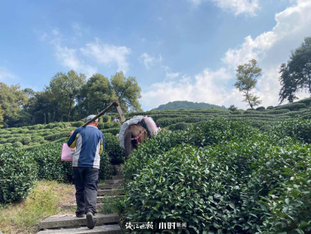 快看,杭州龍井茶山上走來都市騾幫!