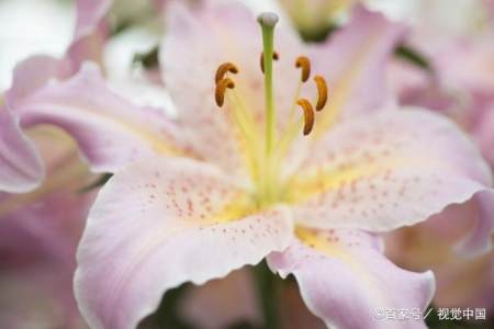 花卉分享 百合花的种类 花卉分享 百合花的种类