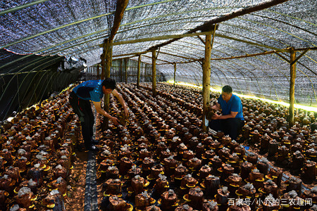 很多人只吃果实，忽略了树干上的“黄金”，450元一斤，少有人种（黄金树是什么）