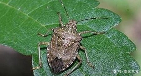 汁液为食,是一种六足亚门害虫,属于昆虫纲有翅亚纲半翅目蝽科昆虫动物
