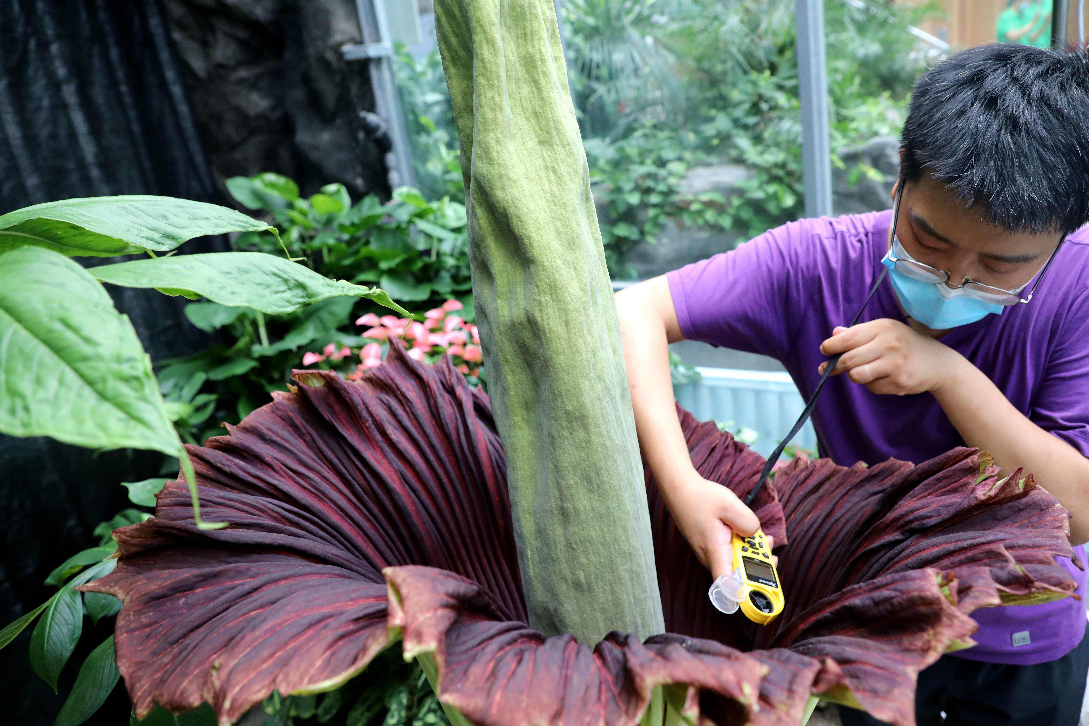 珍稀植物巨魔芋在國家植物園開花