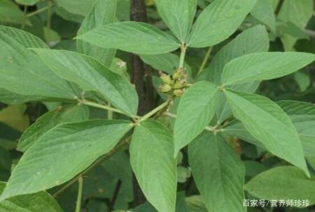 一种植物 叶有3指 是上好的野菜 根部价值更高 泡酒喝有奇效