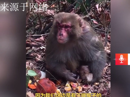 桂林七星公園獼猴遭殘忍捕殺?全身傷口駭人,公園稱猴群內鬥所致