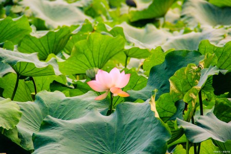 杜甫最經典12首詩(圖4) 杜甫最經典12首詩(圖4)