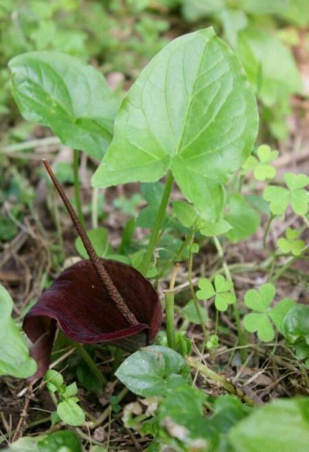 犁头尖是一种什么样的植物
