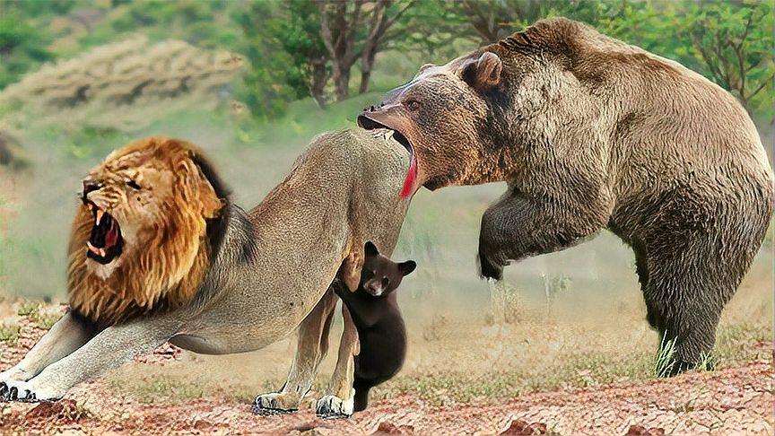 棕熊大战狮子图片