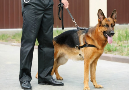 戰鬥力強 非常護主的 五大護衛犬 被稱為犬界 五虎上將 最資訊