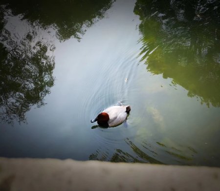 乐声应气,求而不孤,为何水象星座能耐,凭两点能获胜?