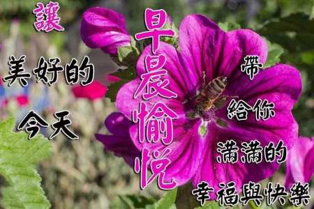 适合早晨群发的早上好祝福短信语录，很漂亮的早安问候表情图片