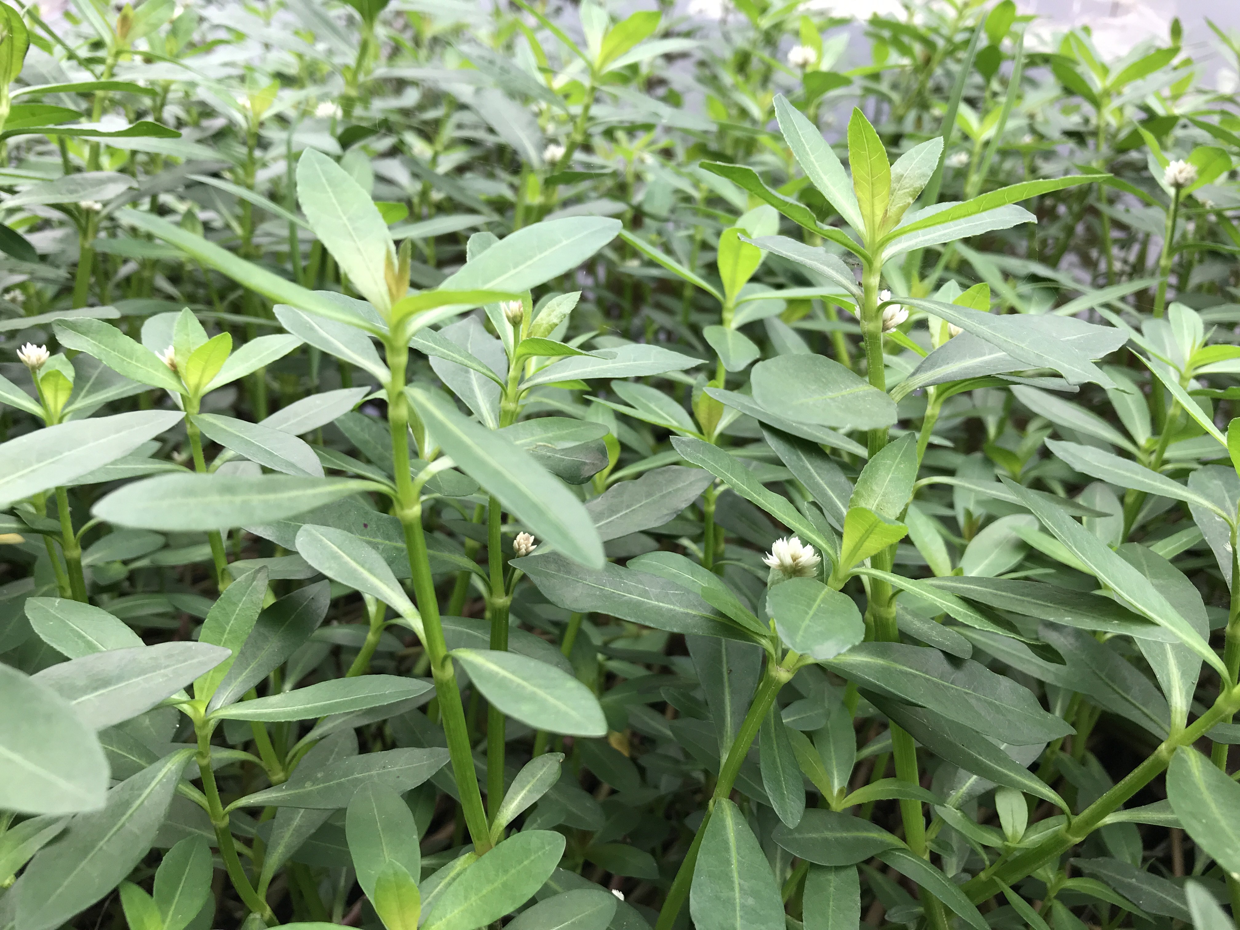 水花生到底是一种什么样的植物?有人欢喜有人忧,了解下吧