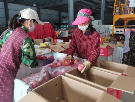 銅川市綠嶺果業讓蘋果走出國門遠銷東南亞(圖1) 銅川市綠嶺果業讓蘋果走出國門遠銷東南亞(圖1)