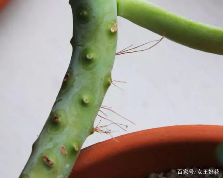到了暖春 盆栽多肉该怎样施肥 用什么肥好 到了暖春 盆栽多肉该怎样施肥 用什么肥好