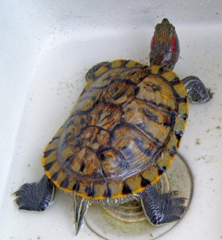 大巴西龟吃什么东西