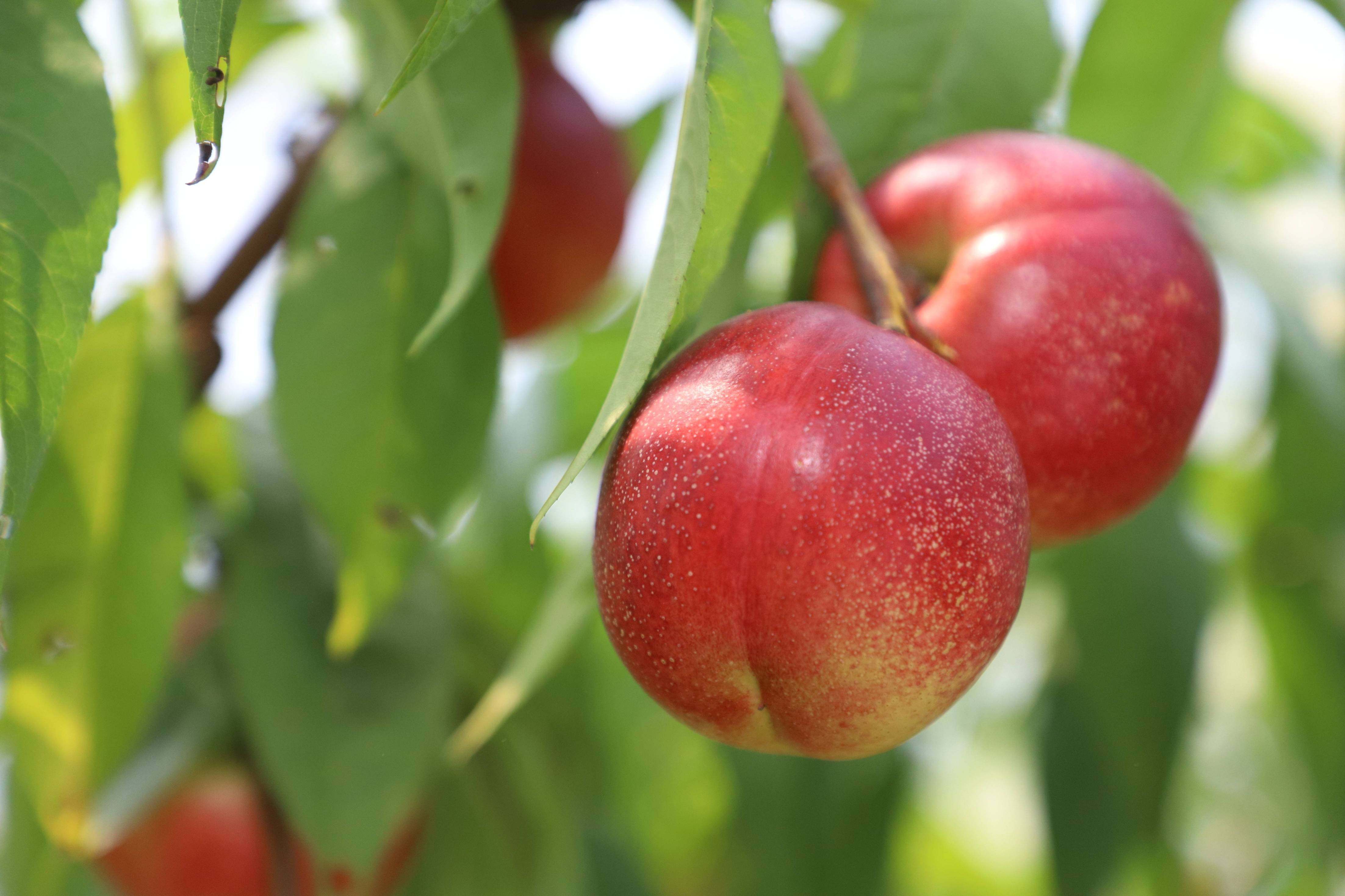 这一口夏日限定的枣油桃上市了