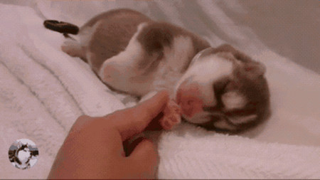 你亲狗狗jiojio的时候,其实是在吃它的粑粑