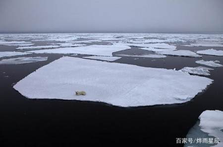 2100年北极熊可能灭绝 将北极熊送往南极会发生什么