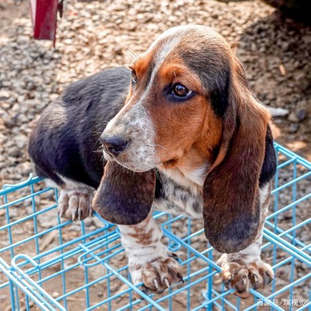 這麼一隻四個月大的巴吉度獵犬,主人才要1600元,實在令人心動.