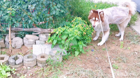 雪橇犬狗狗