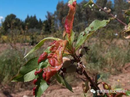 地球生物全系列——从单细胞到人类子囊菌门—外囊菌亚门