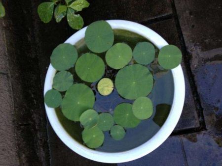 盆栽碗莲的种植方法，记住3步，花大叶美，花期更长(碗莲盆栽图片欣赏)
