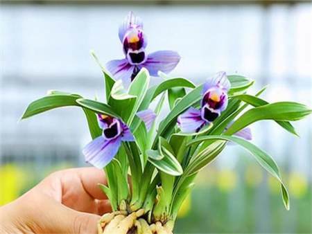 紫月荷兰花养殖方法图片