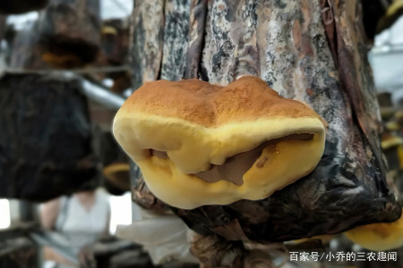 很多人只吃果实，忽略了树干上的“黄金”，450元一斤，少有人种（黄金树是什么）
