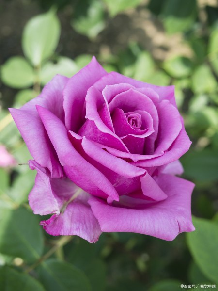 紫色月季大赏:神秘,高贵,优雅的魅力之花