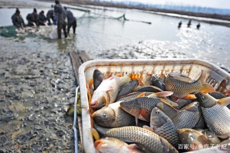 香鱼养殖可行吗 福建香鱼养殖视频